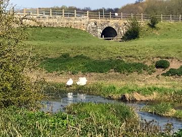 Swans taking a bath at haywards bridge – enjoy this view from your tent