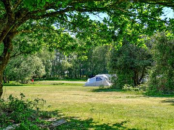 Tent nestled in the trees at holmsley