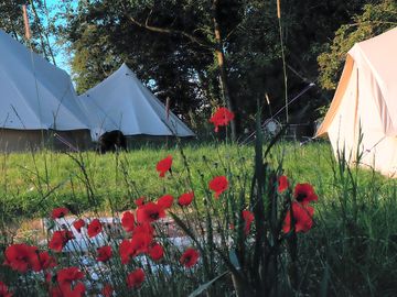 Bell tents and wildflowers