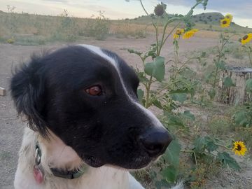 Dog friendly requires responsible pet owners. this is marty enjoying the walking trail