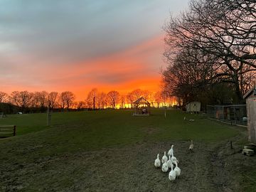 Geese at sunset (added by manager 05 aug 2022)