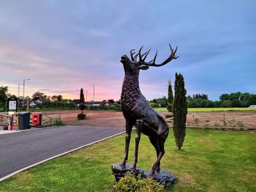 Newbridge country park's resident stag