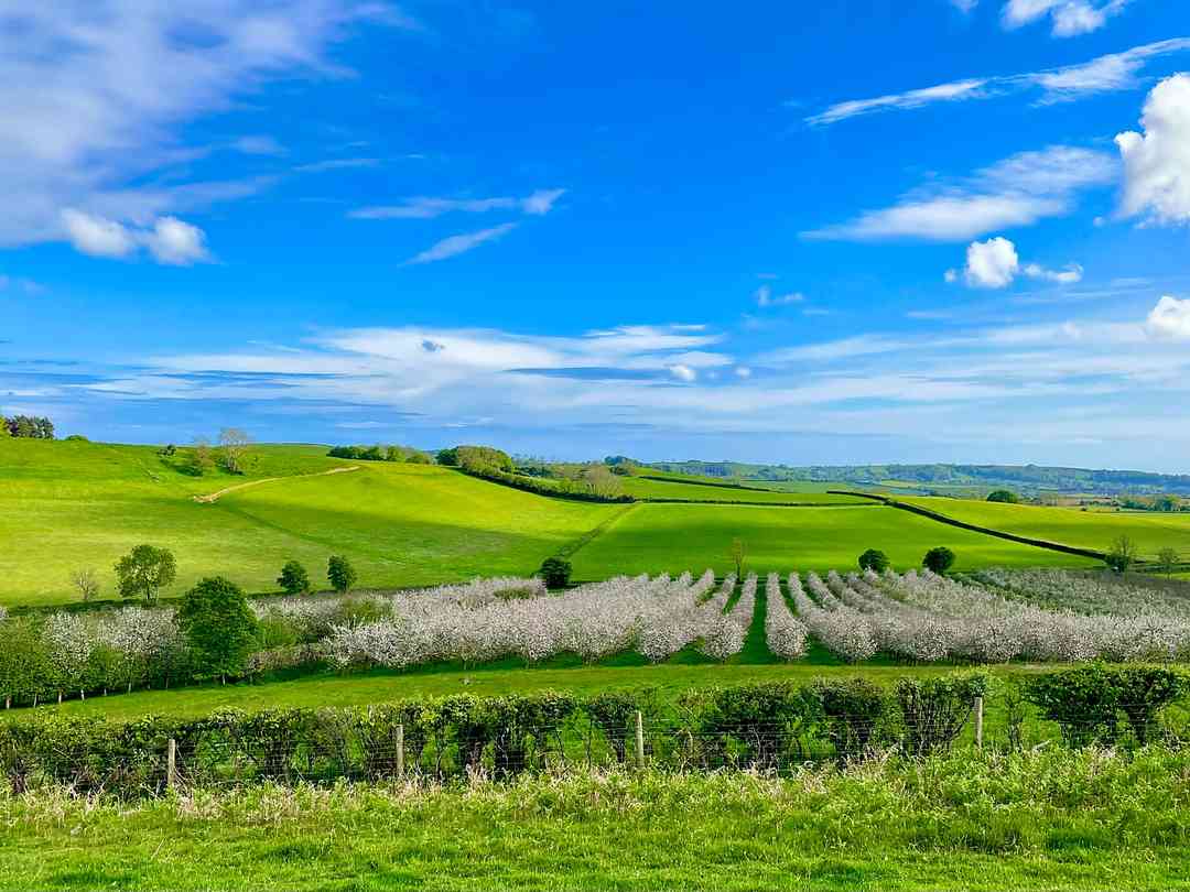 Hincknowle Cider Apple Farm Camping (foto aggiunta dal gestore il giorno 04/07/2024) Hincknowle Cider Apple Farm Camping (foto aggiunta dal gestore il giorno 04/07/2024)