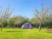 Visitor image of grass tent pitch (added by manager 21 Sep 2022)