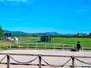 Lovely horses