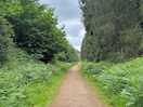 Within the forest trail