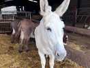 Beautiful donkey