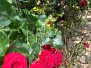Beautiful roses at the site