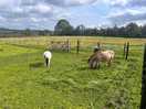 Little shetland ponies.