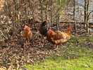 Chickens