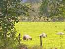 Farm next to the site