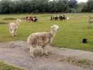 Alpacas