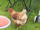Morning chicken visits