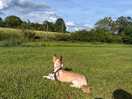 Buddy was enjoy the views