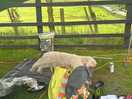 Chilled dog