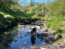 Dogwalk