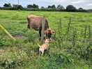 Saffy meets the neighbours!