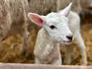 Born a few days ago