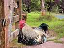 More farm animals