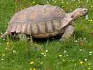 Tortoises coming out to play