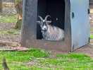 Mr goat
