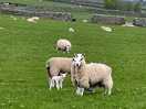 Local sheep