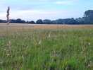 Meadow setting