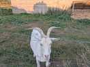 Sweet hill farm
