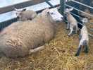 Day old lambs