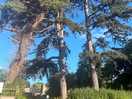 Trees on camp site.