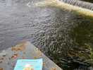 Peaceful reading