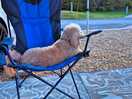 Doggy enjoying view and chilled
