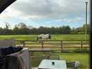 Friendly horses right outside