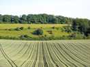 Fields