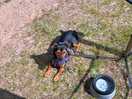 Dog chilling on the campsite, after being made a fuss off in the bar and going on lovely walks