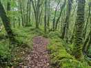 Another forest hike