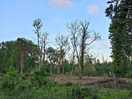 Rewilding area