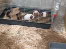 Guinea pigs to pet