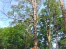 Big tree climb