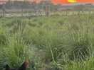 View of farm land adjacent to the site.