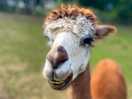 Alpaca 2025