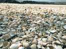 Seashell beach at rockliffe