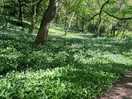 Lots of wild garlic on route .