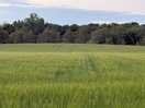 Fields