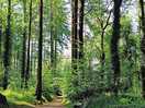 Forêt autour du lac du drennec