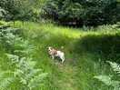 On route to the forest