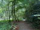 Woodland walk to the pub