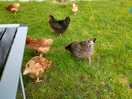 Chickens free roaming