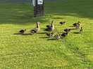 Ducks