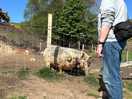 Walking around the farm